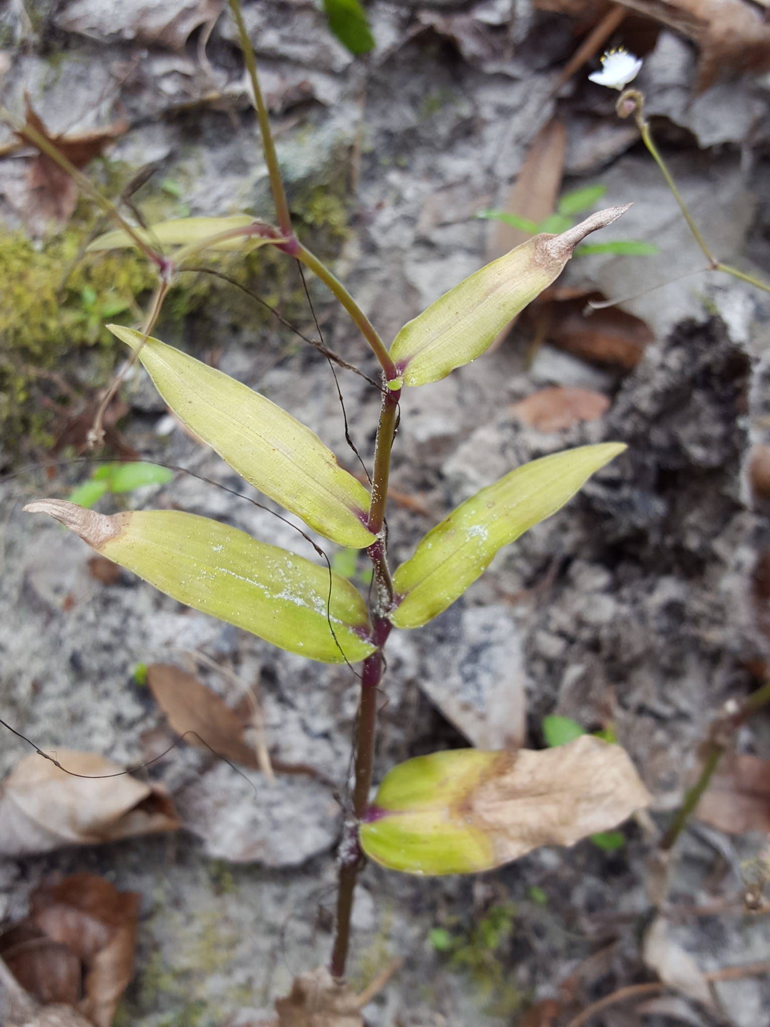 Gibasis pellucida